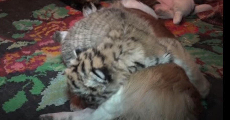 В Васильевском зоопарке удочеренный собакой тигренок перерос мать