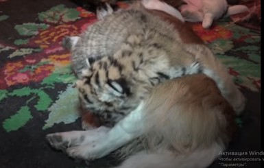 В Васильевском зоопарке удочеренный собакой тигренок перерос мать