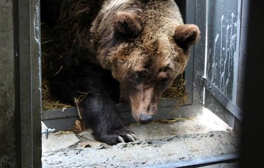 Медведицу, спасенную из скандального Покровского зверинца, перевезли во Львовский приют