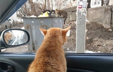 В Харькове напарником таксиста работает рыжий кот