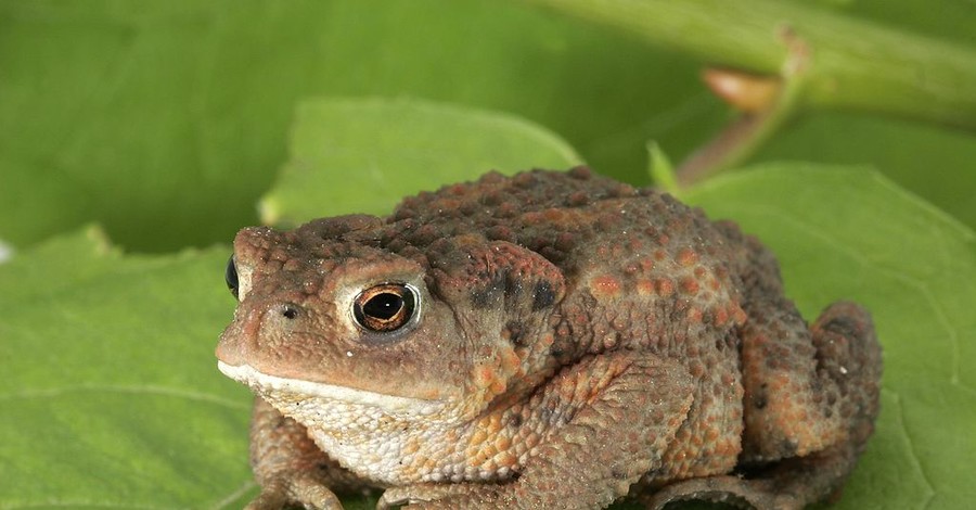 В Ровенской области жаба помогла подростку украсть смартфон