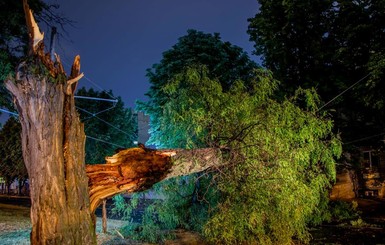 Ураган на Днепропетровщине привел к массовому деревопаду: пострадали 2 человека, 10 поездов задерживались