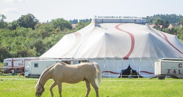 UAnimals: Министерство культуры прекращает покупать животных для цирков