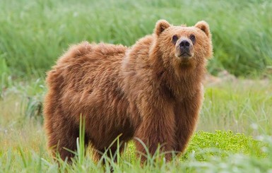 На Прикарпатье медведь три дня пугал местных жителей
