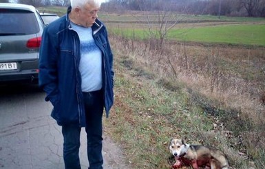 Хмельницкому чиновнику, тянувшему за машиной пса, грозит до 8 лет