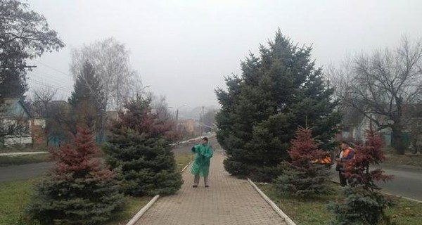 Во Львове в центральном парке перекрасят елки