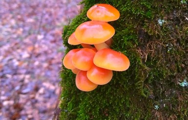 На Новый год в лесу Днепра выросли грибы