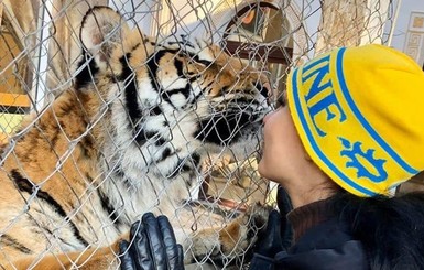 Тигрицы, спасенные из закрытого киевского клуба, обустраиваются под Полтавой