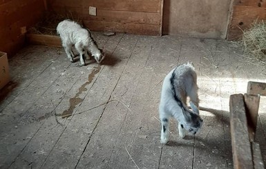 Жители Бердянска спасли двух козлят, которых нашли на трассе в мешке