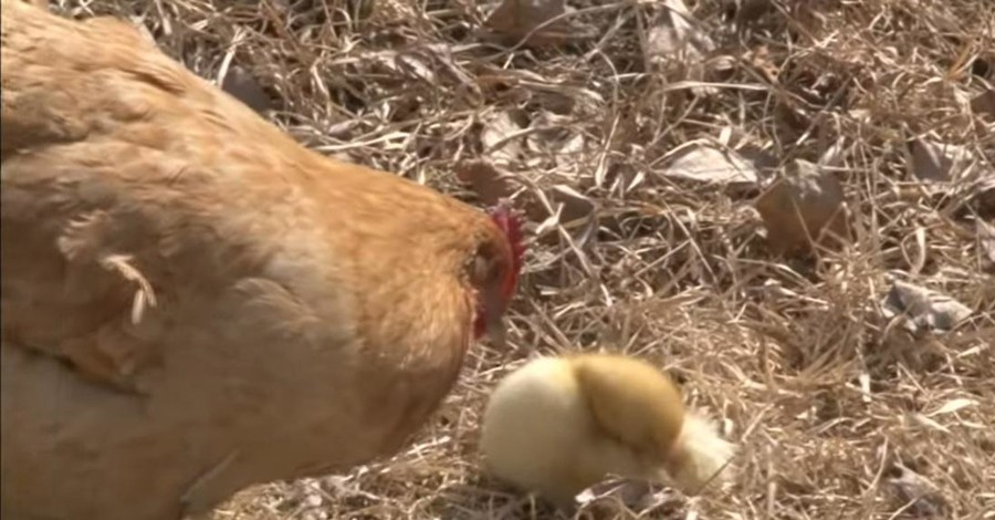 Курица отобрала у соседок утят и цыплят, а потом покусилась на яйца