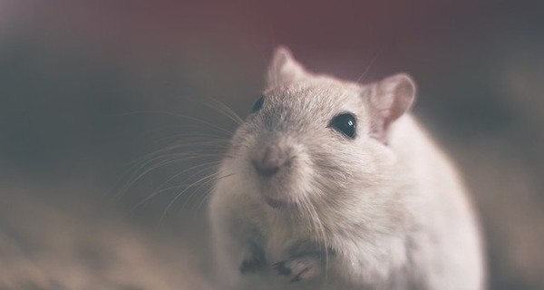 Ученых озадачили крысы, которые спасли умирающих от голода сородичей