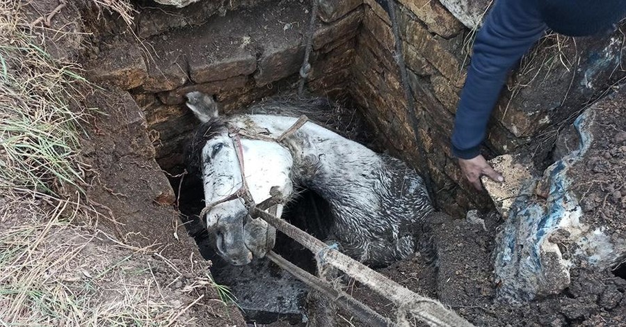 В Кривом Роге коня, упавшего в яму, вытаскивала пожарная машина