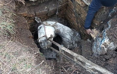 В Кривом Роге коня, упавшего в яму, вытаскивала пожарная машина