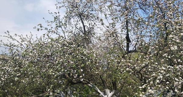 На Сумщине расцвела знаменитая яблоня-колония: ждут хороший урожай