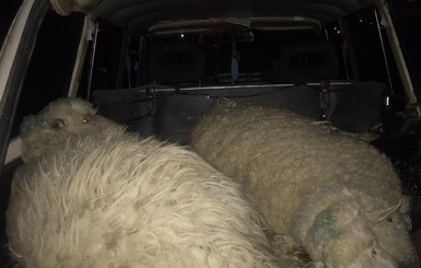 Под Одессой задержали похитителей овец