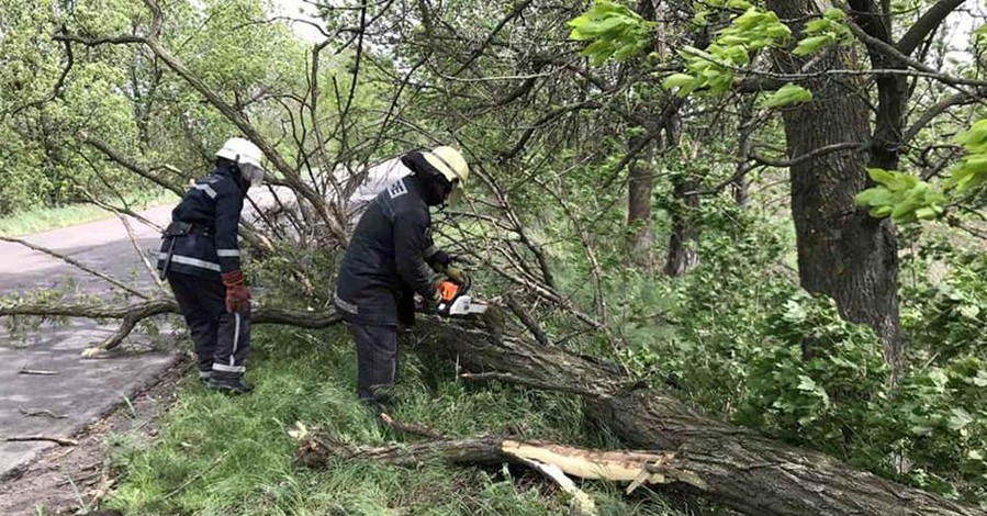 Сильный ветер в Украине валил деревья на дороги, машины и провода