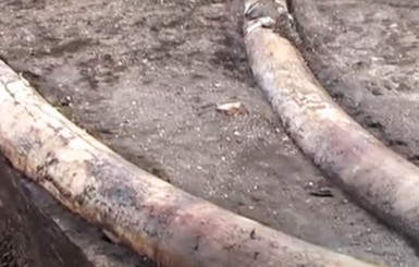 В немецком угольном карьере нашли бивни и скелет древнего лесного слона 