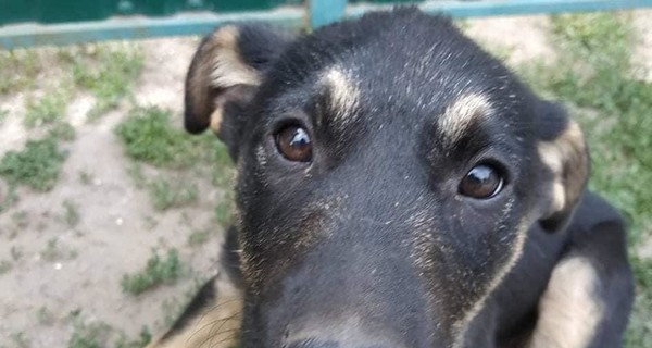 В Запорожье спасают собак, которых хотели закатать в фундамент