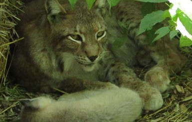 Черкасский зоопарк впервые показал новорожденную рысь