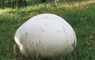 Житель Черниговщины нашел на огороде огромный 7-килограммовый гриб 