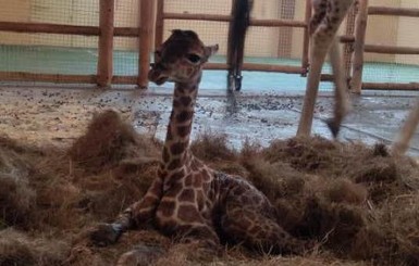 В зоопарке Киевской области показали новорожденного жирафенка