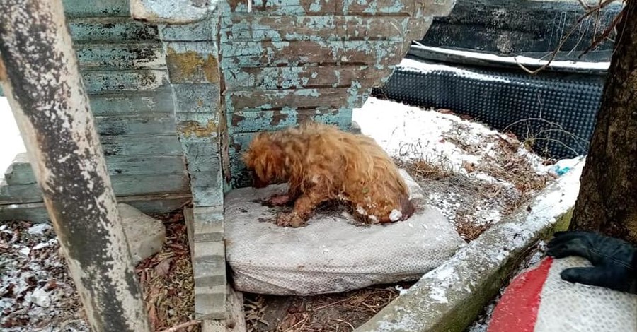 На Прикарпатье спасли собаку, которая примерзла ко льду в ручье