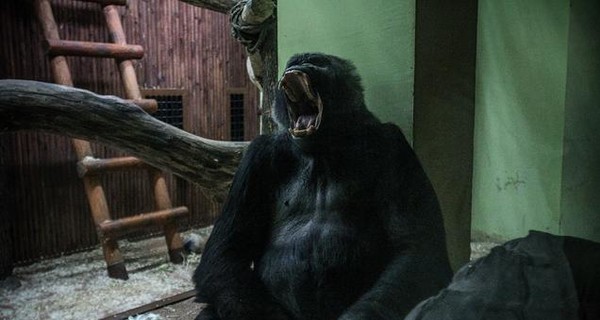 В столичном зоопарке заболел любимец киевлян - горилла Тони. Ситуация серьезная