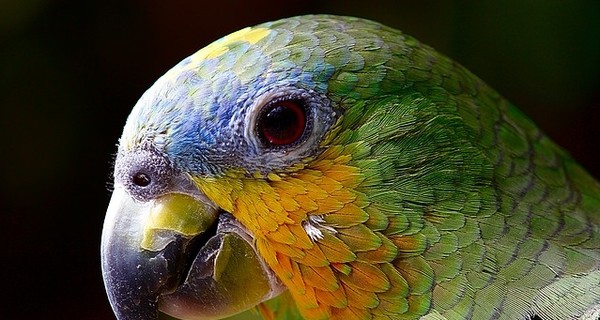 К чему снится попугай: толкование из различных сонников