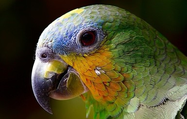 К чему снится попугай: толкование из различных сонников