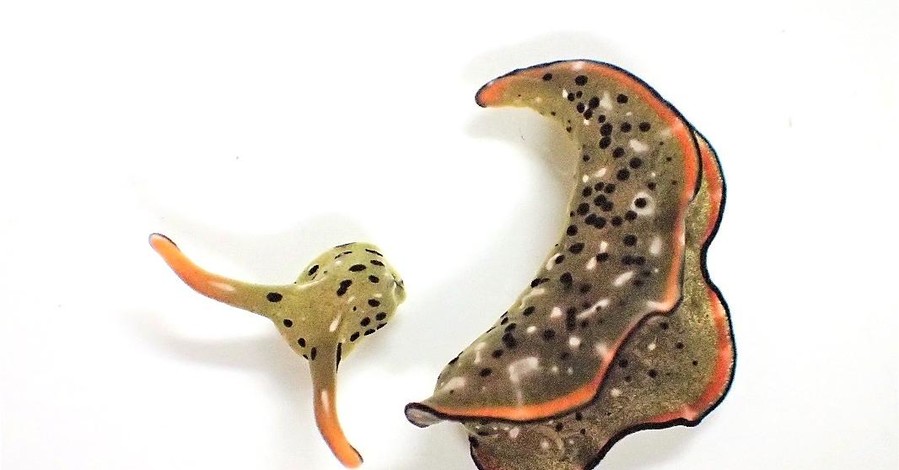 Японские ученые нашли морских слизней, которые отбрасывают голову и растят новое тело