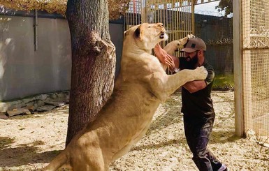 Депутат Харьковского горсовета задекларировал африканского льва