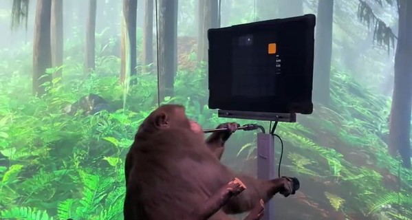 У Илона Маска показали видео с чипированной обезьяной, которая играет в видеоигры
