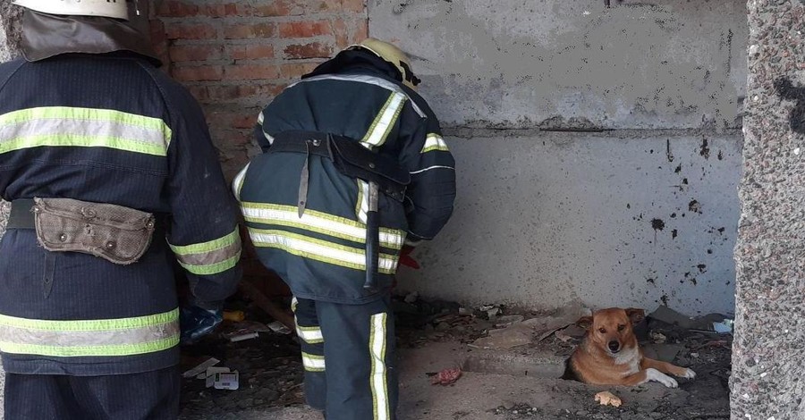 В Александрии спасли собаку, которая застряла в подвале недостроя