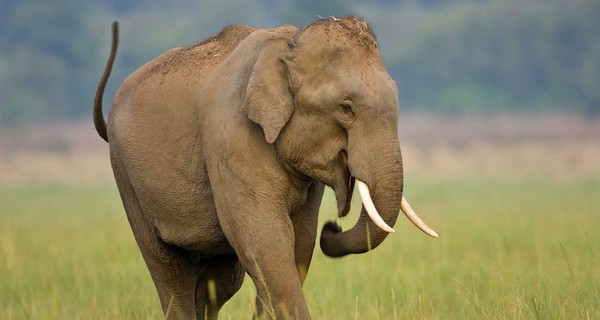 В Индии нашли мертвыми сразу 18 слонов. Возможно, они погибли от удара молнии