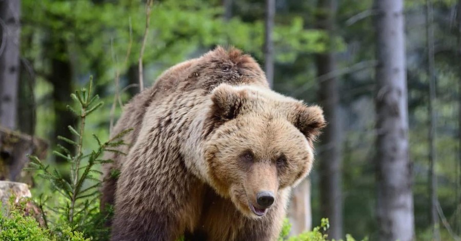 Туристам на заметку: После теплой зимы в Карпатах стало в два раза больше медведей