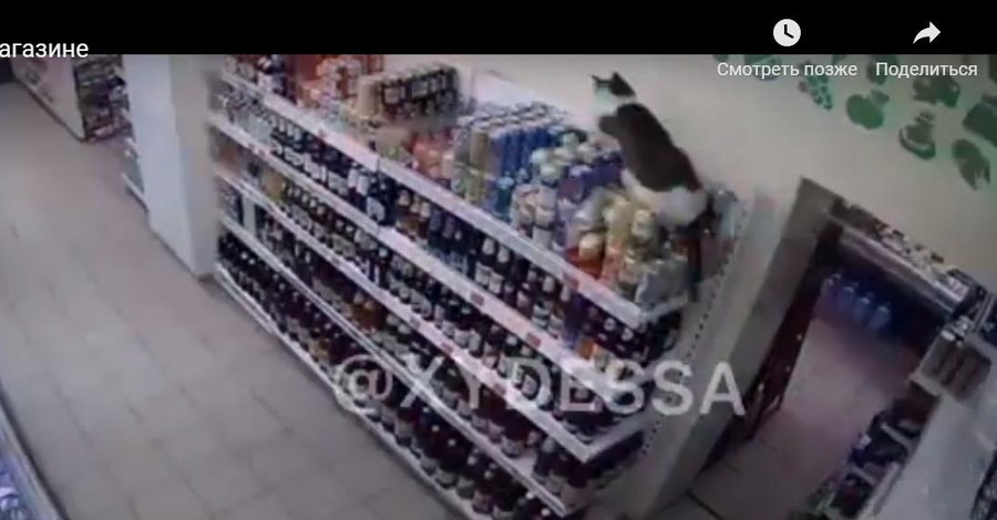 В Одессе кот разгромил супермаркет