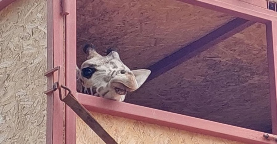 В харьковском зоопарке впервые за 20 лет появился жираф