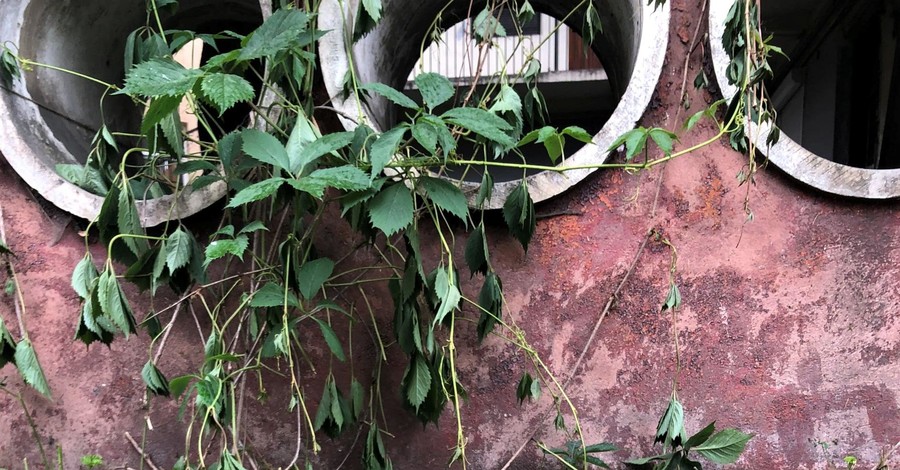 Во Львове вандалы выкосили дождевой сад