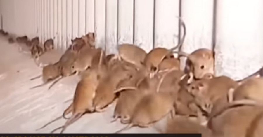 В Австралии мыши 