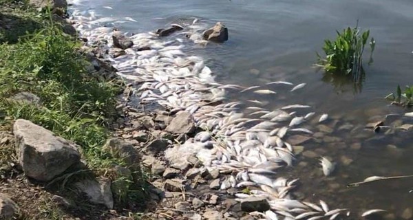 На Киевщине от жары погибли сотни рыб