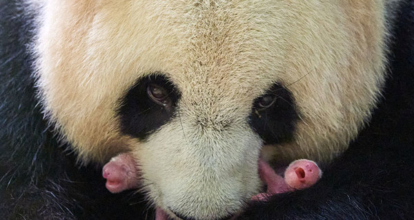 Гигантская панда в зоопарке Франции родила близнецов 