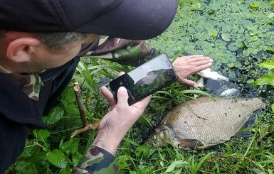 В реку Тетерев на Житомирщине попали стоки канализации, начала массово умирать рыба