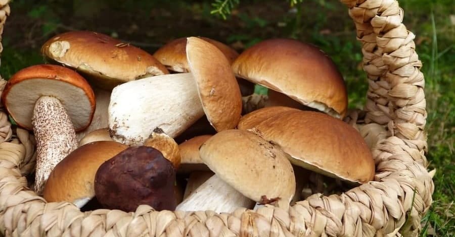 Екскурсії за грибами: скільки потрібно заплатити, щоб зібрати кошик білих