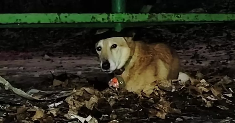В Киеве хозяйка привязала пса в парке и уехала на заработки