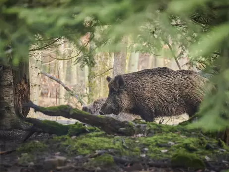 У лісах Київської області в свиней виявили хворобу, від якої немає вакцини