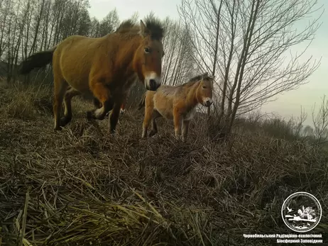 У Чорнобильському заповіднику показали малюків коней Пржевальського