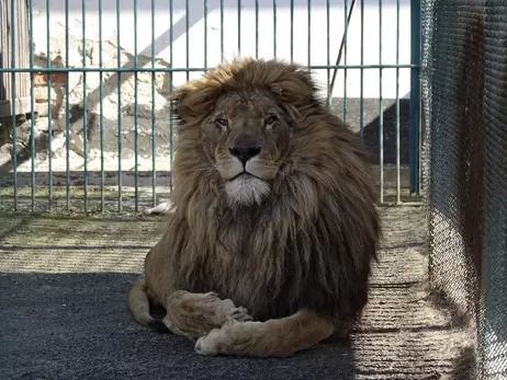 В Румынию доставили льва и волка, эвакуированных из запорожского зоопарка