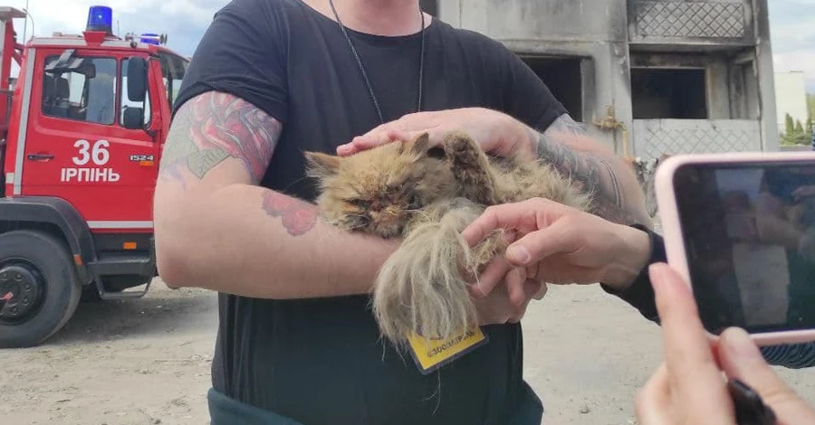 В Бородянке спасли кота, найденного в разрушенной высотке над пропастью в семь этажей
