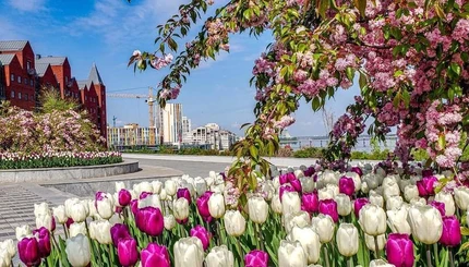 В Украине цветут тюльпаны. Яркие и красочные фото