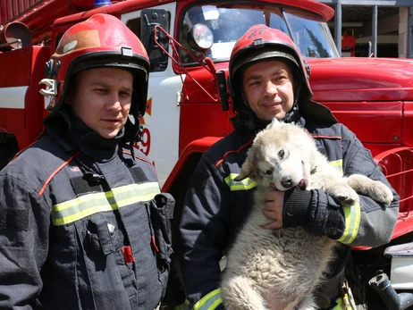 Спасенный после артобстрела щенок теперь служит в пожарной части Харькова